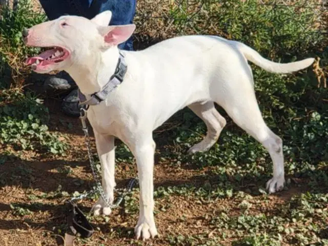Tofu - Bull Terrier