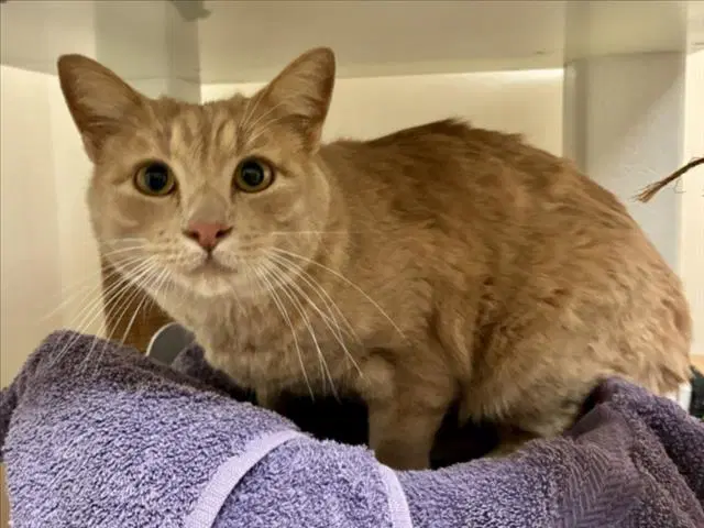 Baby Love - Domestic Short Hair
