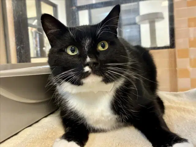 Stevie - Domestic Short Hair