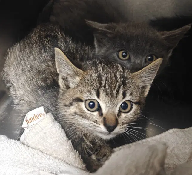 Milan - Domestic Short Hair