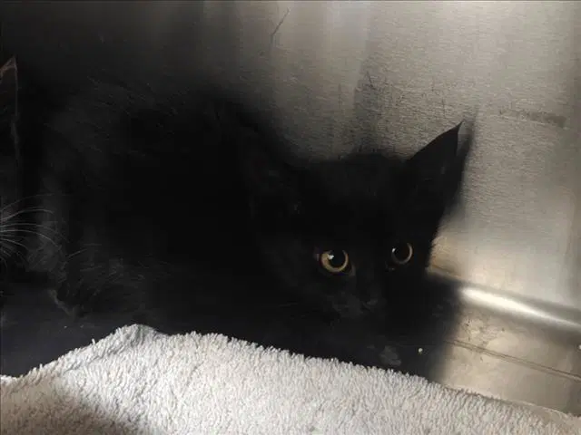 Malo - Domestic Short Hair