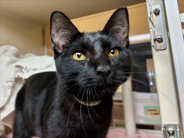 Freddie - Domestic Short Hair