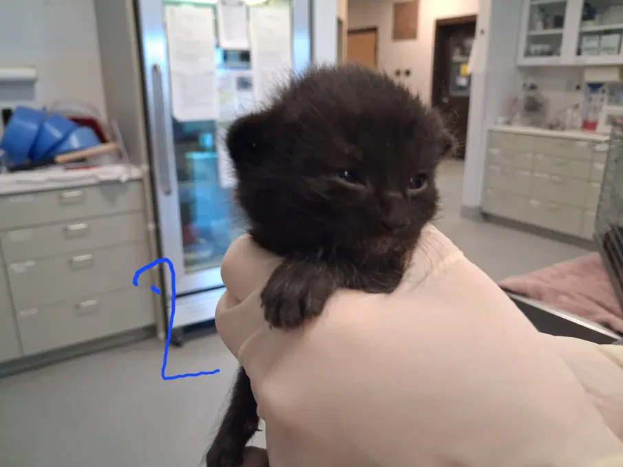 Michael - Domestic Short Hair