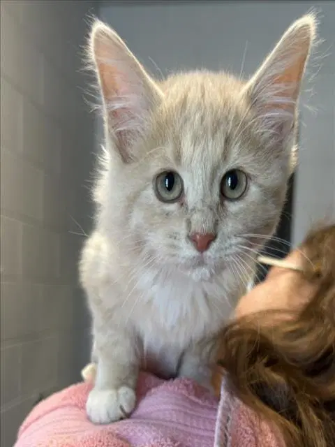 Whiskers - Domestic Medium Hair
