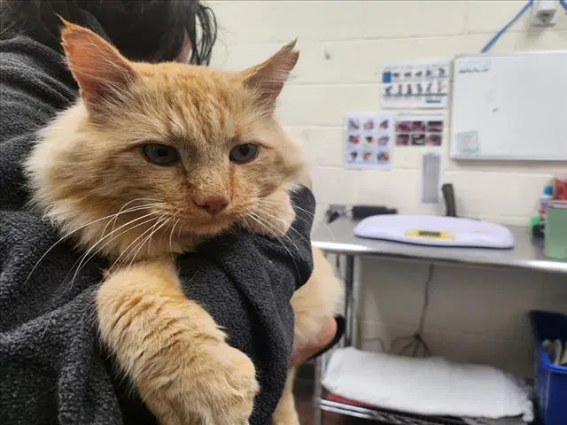 Mister Lion - Domestic Medium Hair