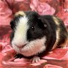 adoptable Guinea Pig in  named CINNAMON