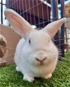 adoptable Rabbit in  named HERA
