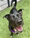 adoptable Dog in  named LAILA