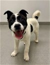 adoptable Dog in  named MARS