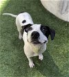 adoptable Dog in san francisco, CA named ANNIE