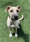 adoptable Dog in  named DAX