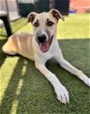 adoptable Dog in  named DAX