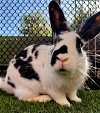 adoptable Rabbit in  named BONNIE