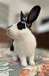 adoptable Rabbit in San Francisco, CA named BONNIE