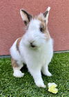 adoptable Rabbit in San Francisco, CA named CARAMEL