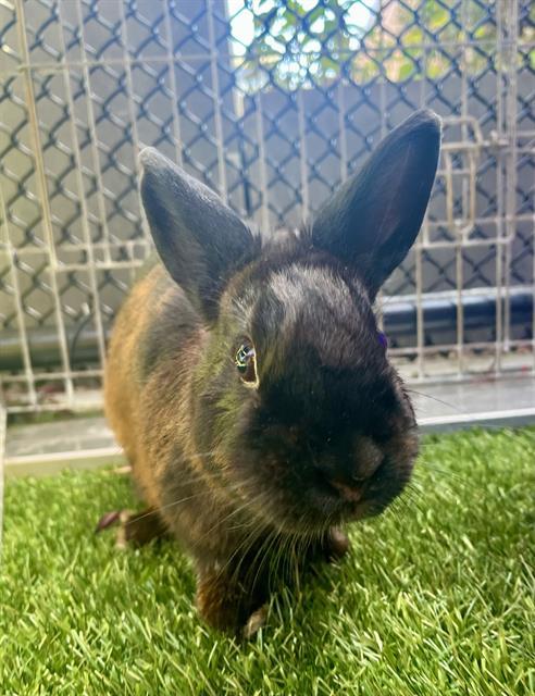 adoptable Rabbit in San Francisco, CA named GINGER SNAP