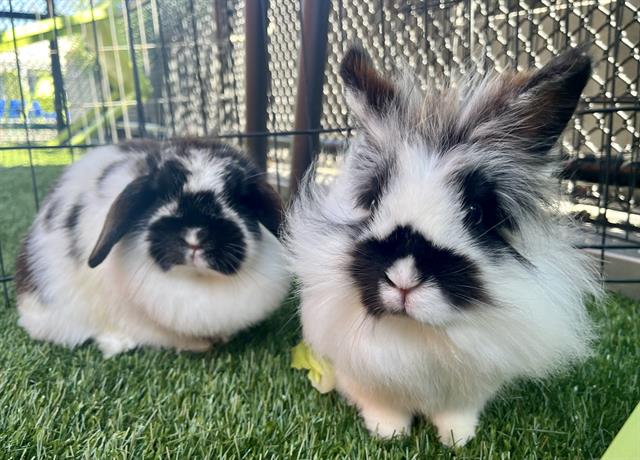 adoptable Rabbit in San Francisco, CA named CHICKPEA