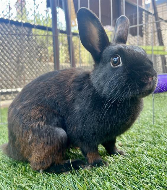 adoptable Rabbit in San Francisco, CA named PINTO (BEAN)