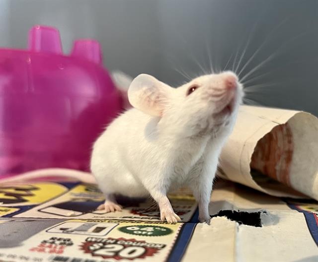 adoptable Mouse in San Francisco, CA named GIZMO