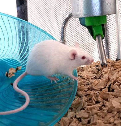 adoptable Mouse in San Francisco, CA named DOOHICKEY