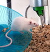 adoptable Mouse in  named DOOHICKEY