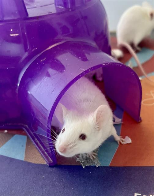 adoptable Mouse in San Francisco, CA named TIFFANIEE