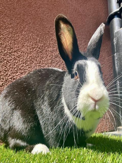 adoptable Rabbit in San Francisco, CA named OREO COOKIE