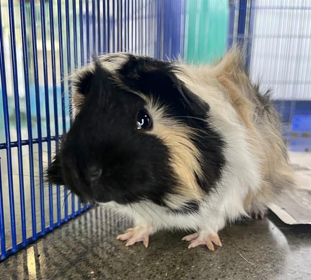 adoptable Guinea Pig in San Francisco, CA named JACQUES