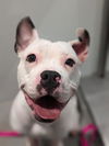 adoptable Dog in San Francisco, CA named DOVE