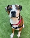 adoptable Dog in San Francisco, CA named KEVIN MALONE