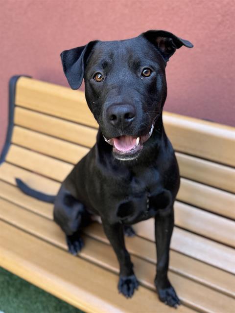 adoptable Dog in San Francisco, CA named NELSON