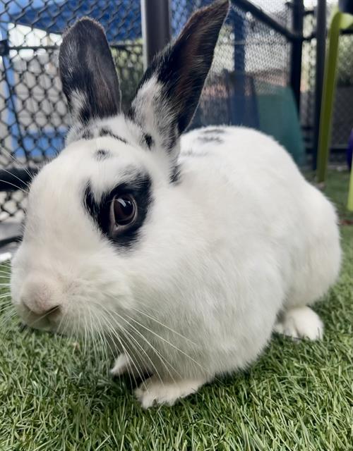 adoptable Rabbit in San Francisco, CA named HAPPY