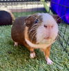 adoptable Guinea Pig in San Francisco, CA named CHUCKIE