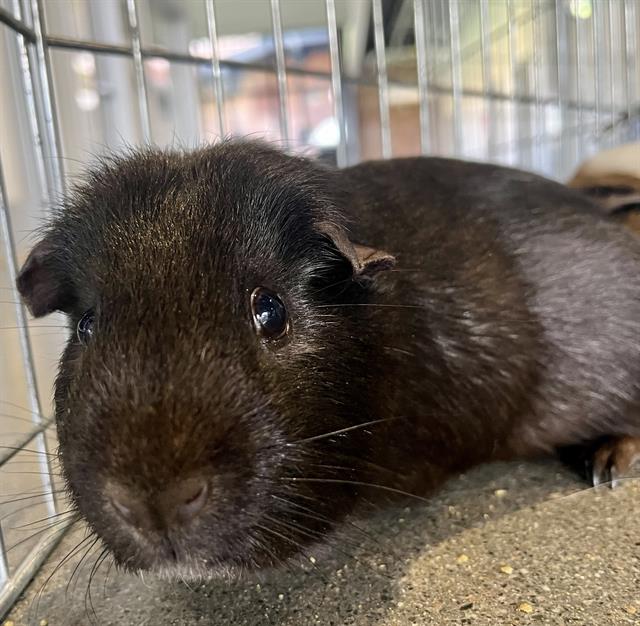 adoptable Guinea Pig in San Francisco, CA named TOMMY