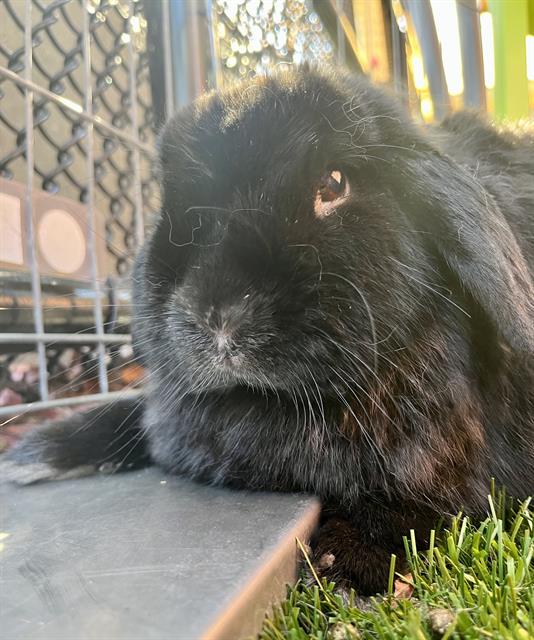 adoptable Rabbit in San Francisco, CA named HORN