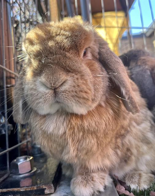 adoptable Rabbit in San Francisco, CA named BROOK