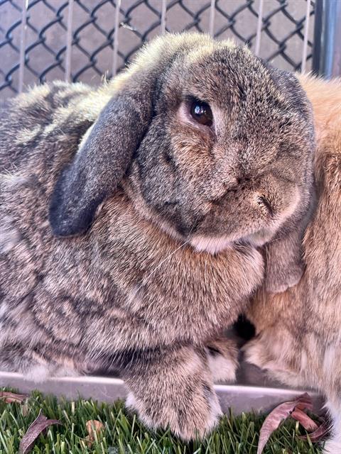 adoptable Rabbit in San Francisco, CA named TOMATO