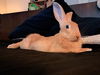 adoptable Rabbit in San Francisco, CA named MAXIMUS