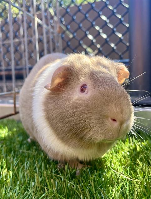 adoptable Guinea Pig in San Francisco, CA named GRITS