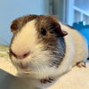 adoptable Guinea Pig in San Francisco, CA named CHACHI