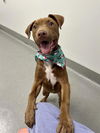 adoptable Dog in  named ROAN