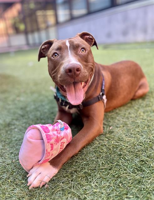 adoptable Dog in San Francisco, CA named DEXTER