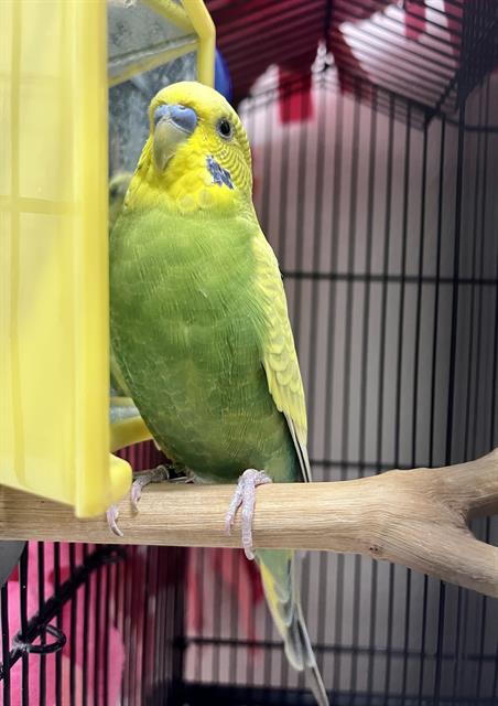 adoptable Bird in San Francisco, CA named SUNNY