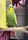 adoptable Bird in  named SUNNY