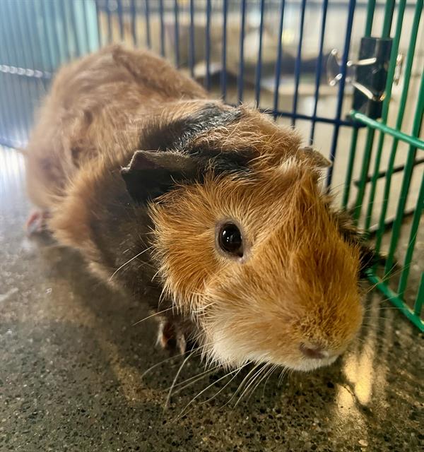 adoptable Guinea Pig in San Francisco, CA named TOASTY