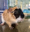 adoptable Guinea Pig in San Francisco, CA named MARSHMELLOW