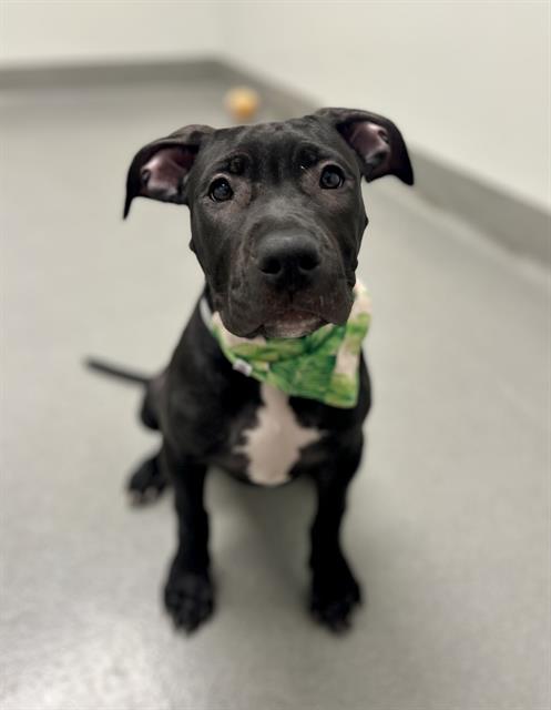 adoptable Dog in San Francisco, CA named WILLA