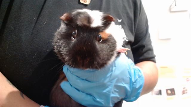 adoptable Guinea Pig in San Francisco, CA named HARU