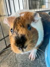 adoptable Guinea Pig in San Francisco, CA named POPPY