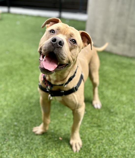 adoptable Dog in San Francisco, CA named ELMER